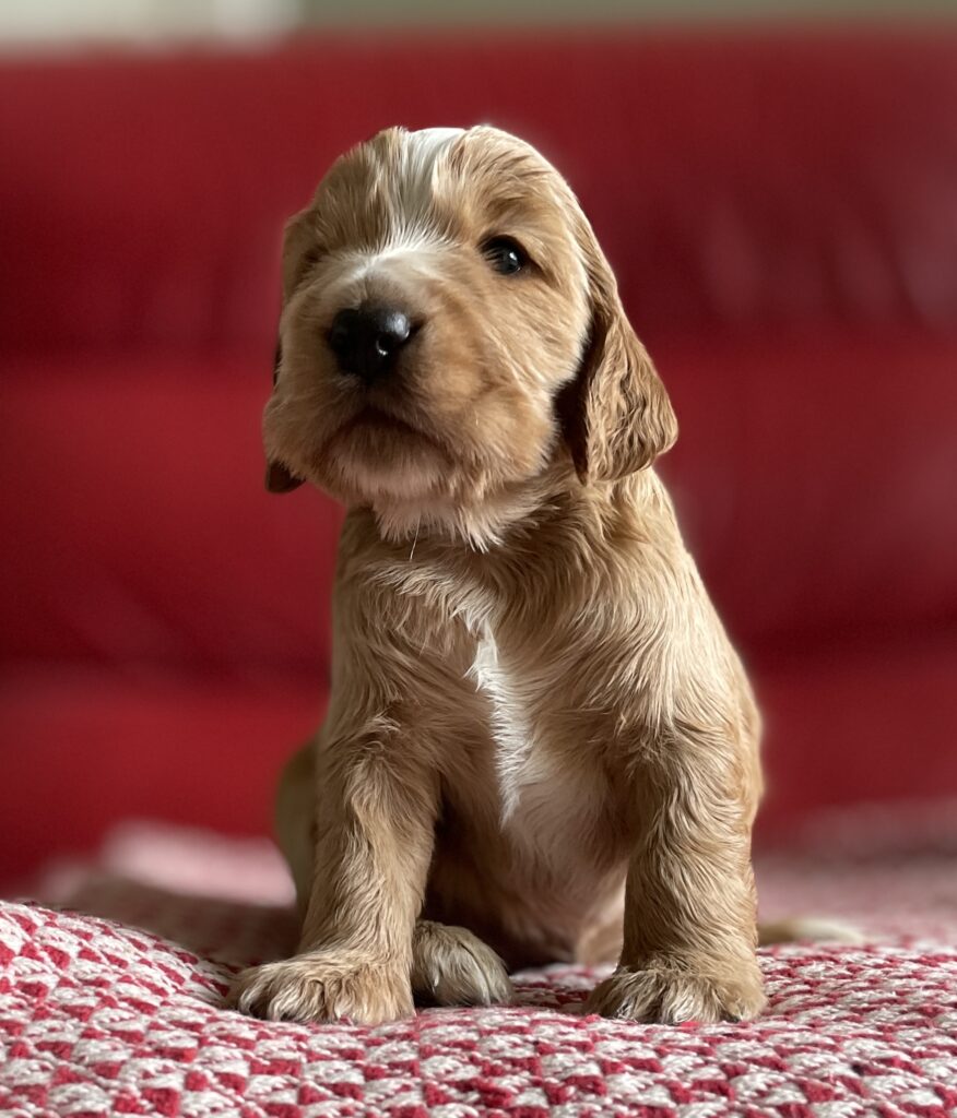 Lys cockerspaniel tæve -