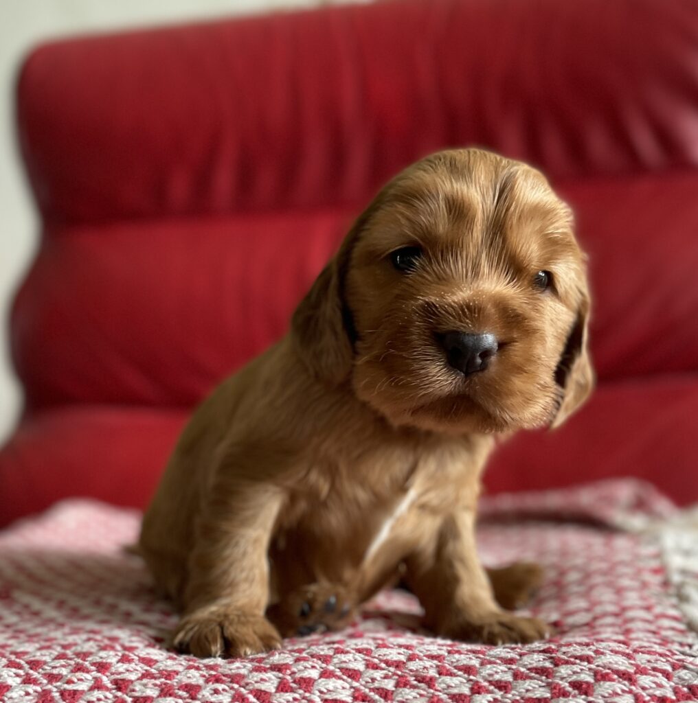 Karamelfarvet cocker spaniel tæve