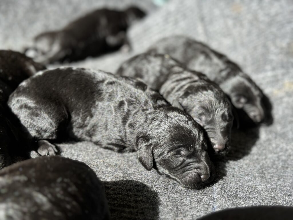 Labradoodles hvalpe. Mor Labrador, Far storpuddel. Der følger Stamtræ med på hvalpene fra Hundens Stamtrae.dk