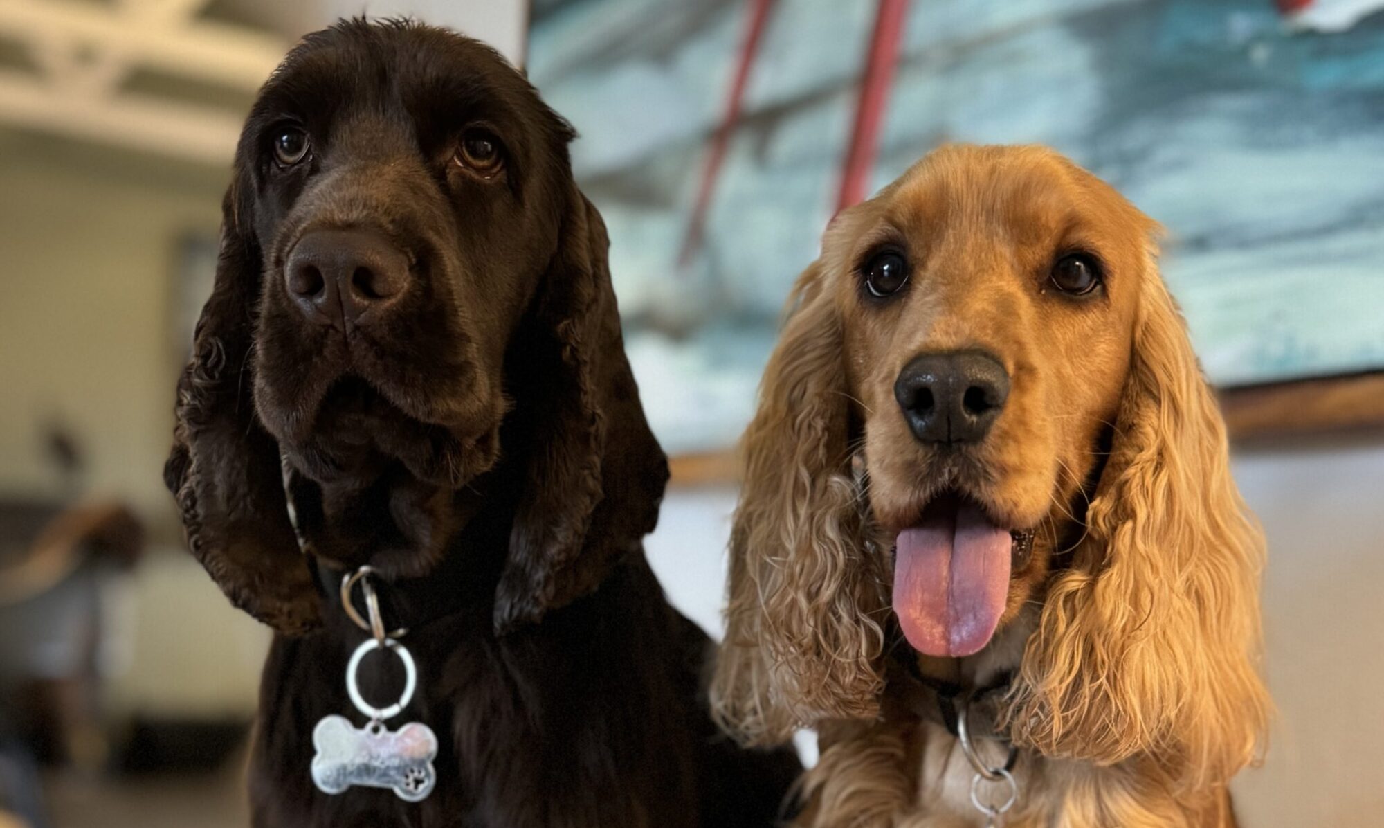 Engelsk cockerspaniel