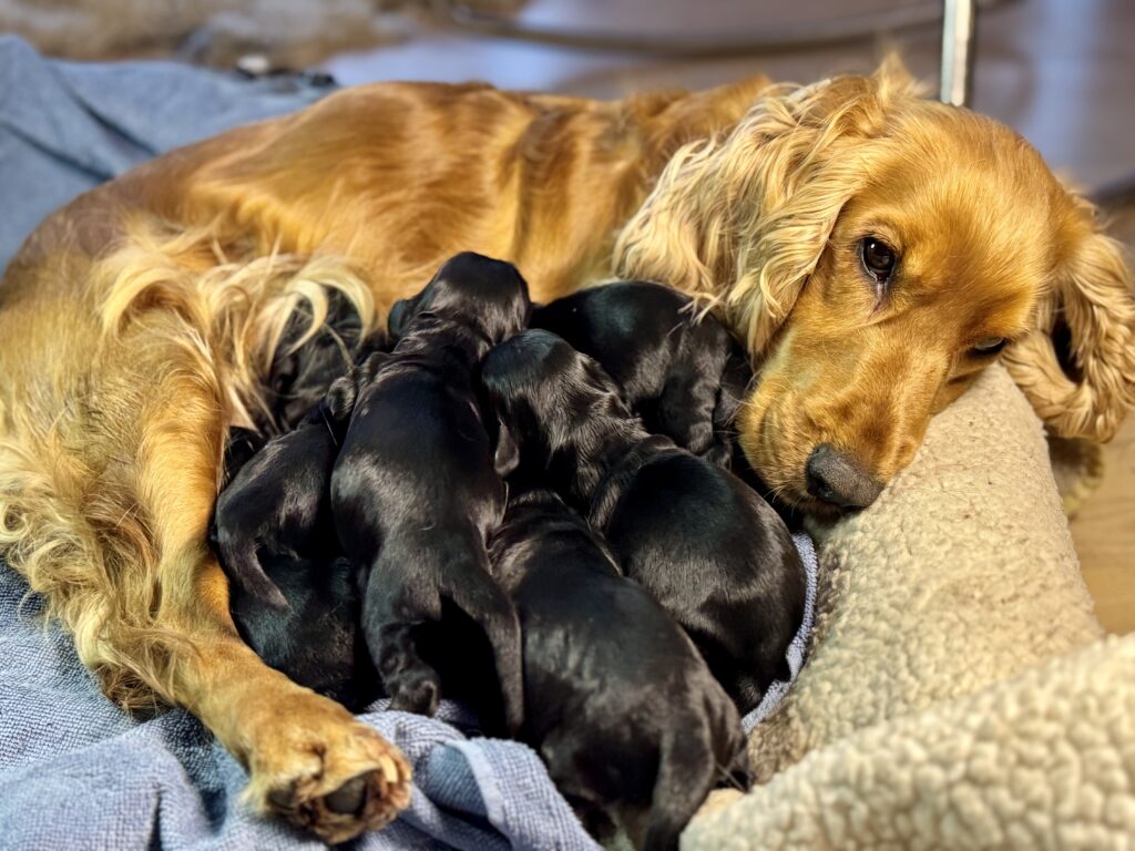 De smukkeste engelske cocckerspaniel hvalpe fra Lillebassumgaard.dk