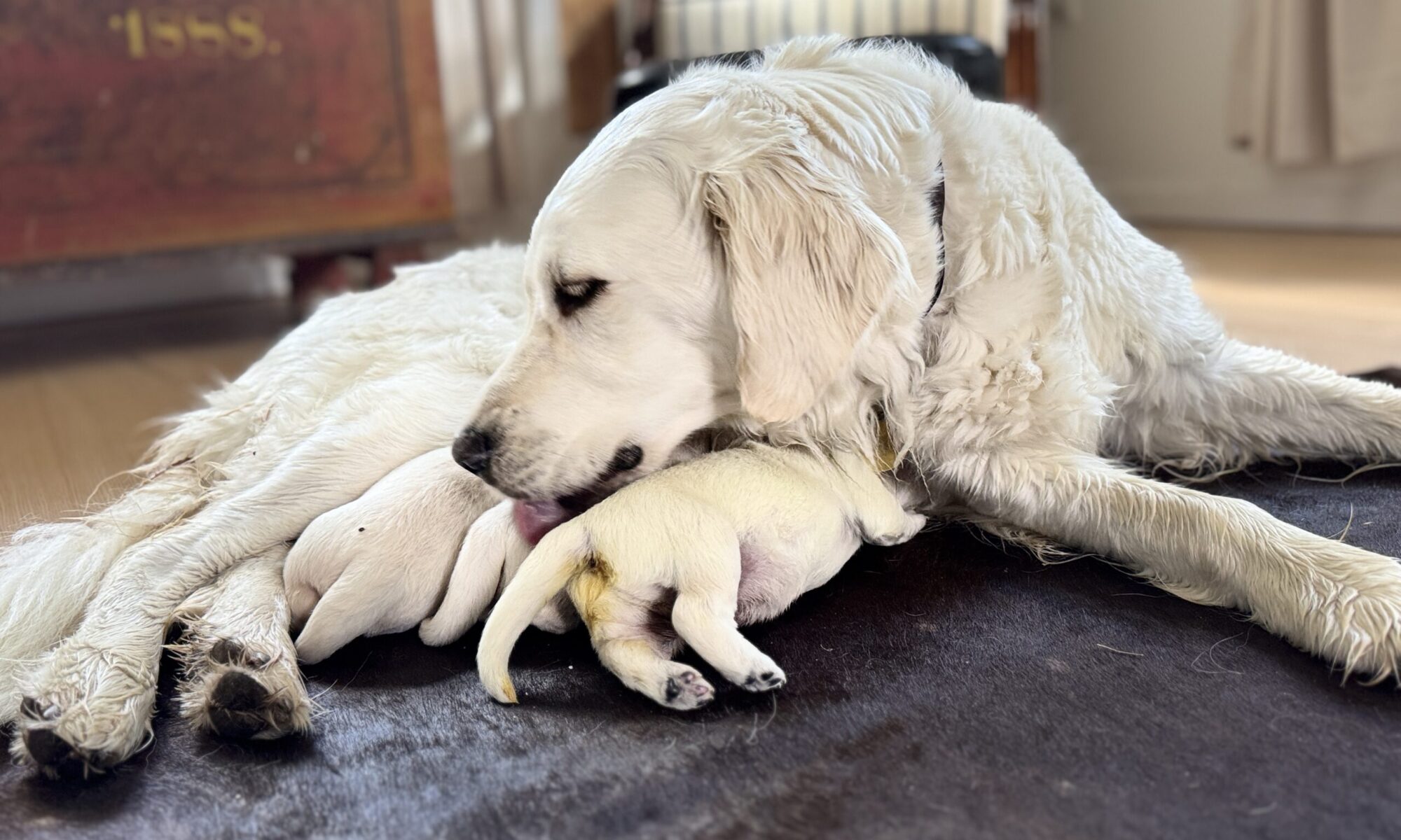 Golden retriever hvalpe fra Lillebassumgaard.dk