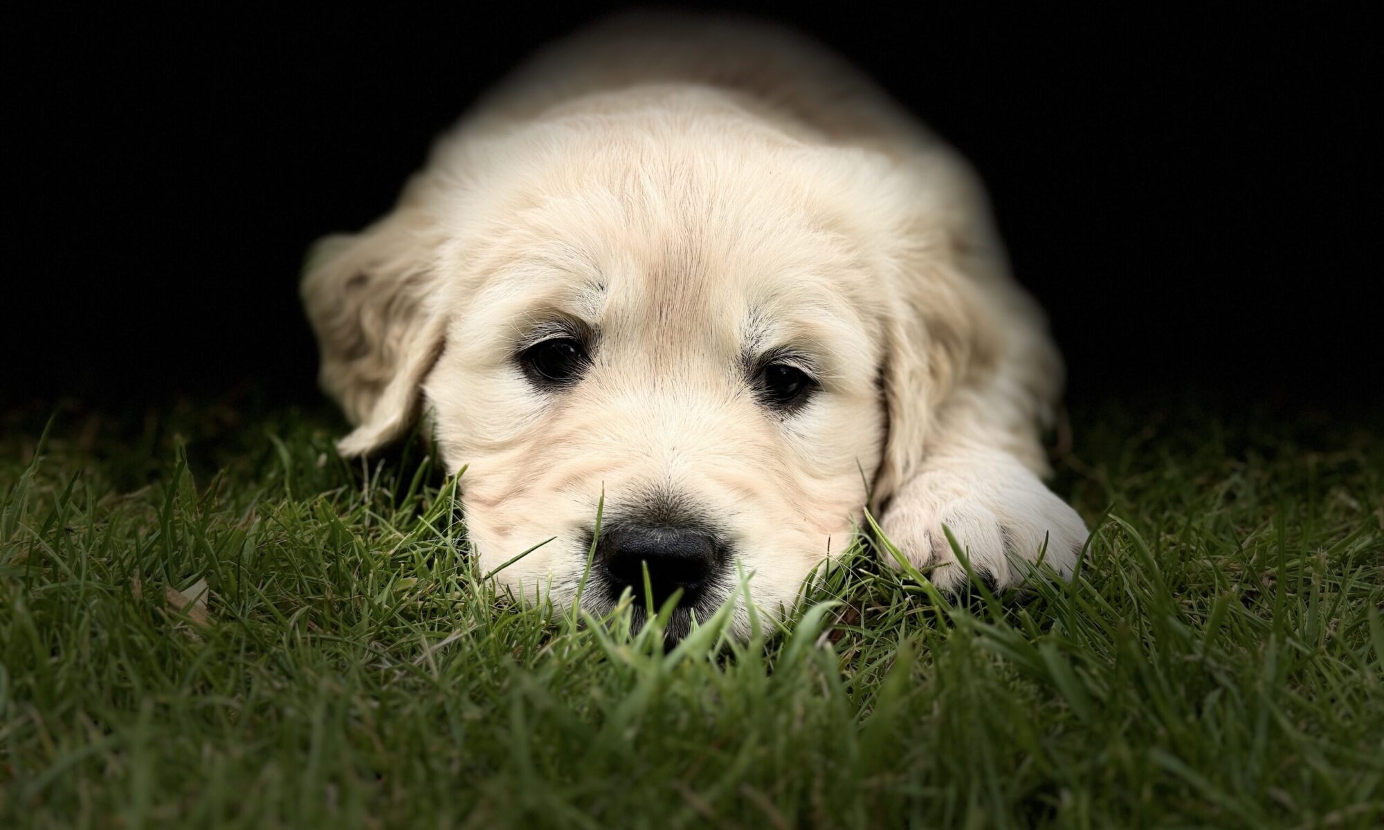 Golden retriever fra Lille Elmehøj / Lillebassumgaard