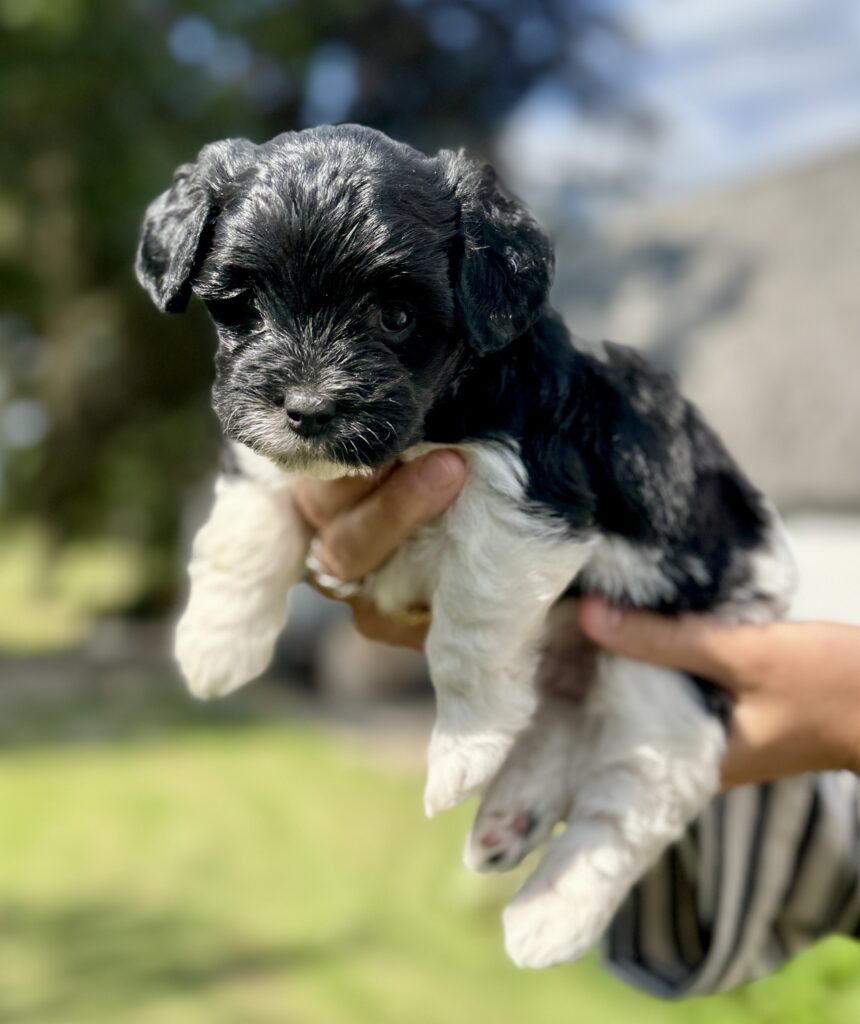 Doodle hvalp fra Lillebassumgaard.dk. Allergivenlig hvalp mellem Lhasa Apso og Dværgpuddel. Forældrene er testede og følgere den nye hundelovgivning for opdrættere i Danmark. Vores fotældre hunde er ALRID undersøgte, og godkendt til avl. Vi prioritere sundhed fremfor farve.