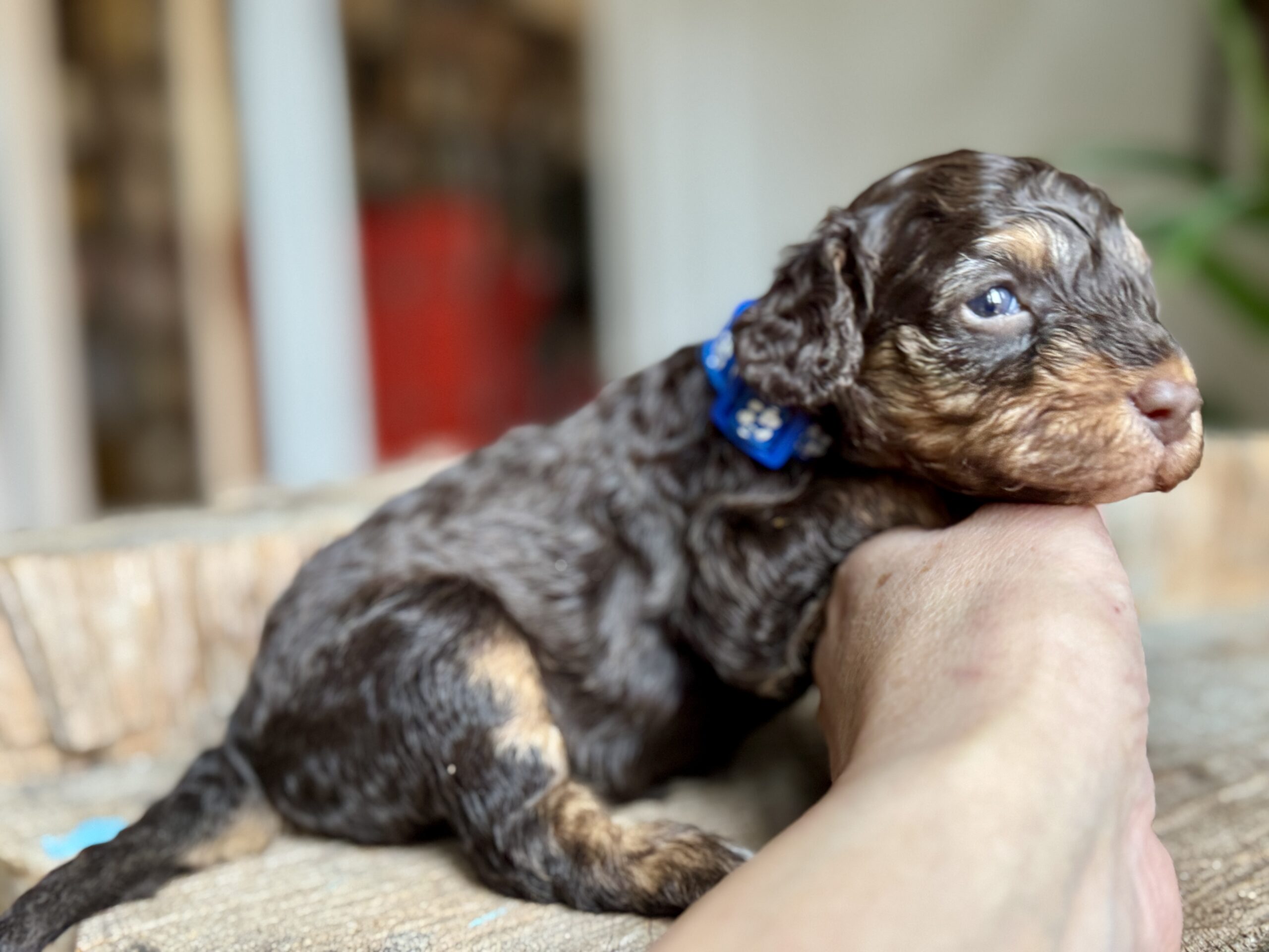 Choko Tan Dværg/Toy puddel fra Lille Elmehøj ved Odense