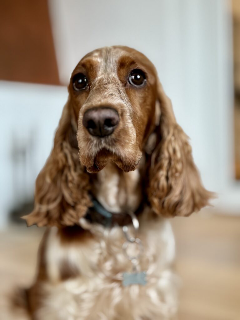Engelsk cocker spaniel fra Lille Elmehøj ved Odense