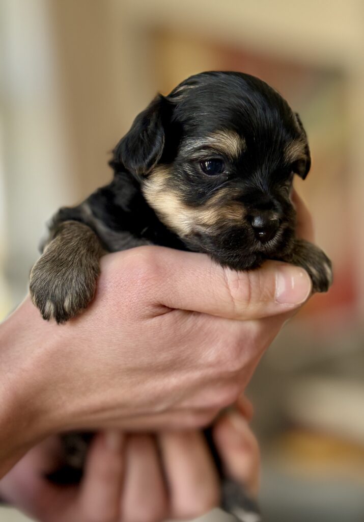 Mini Maltipoo