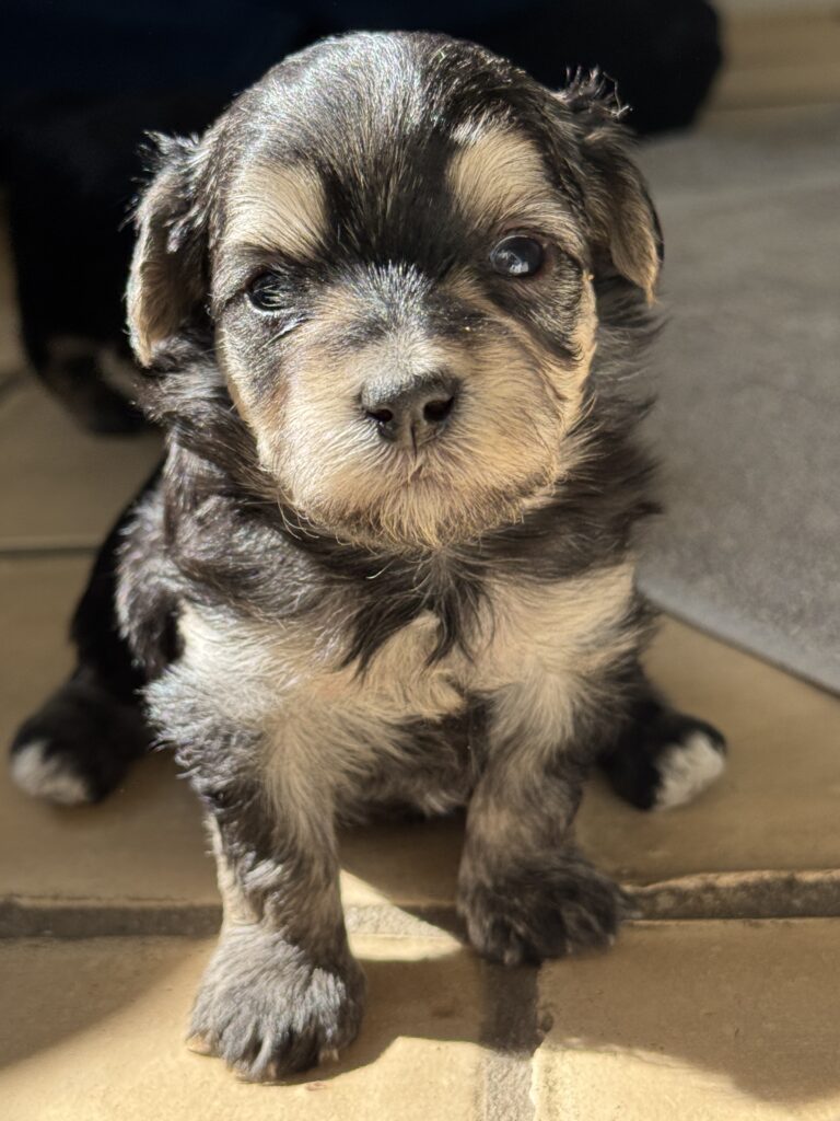 Mini Maltipoo. "Silver" 